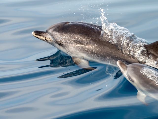 Avistando Delfines in La Gomera 
