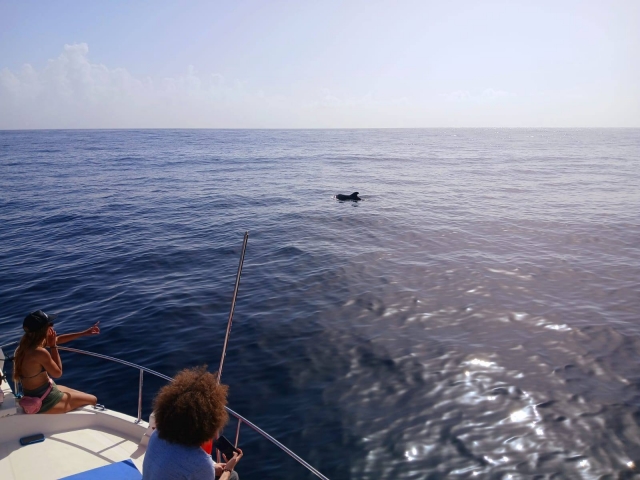  Avista a dolphin 