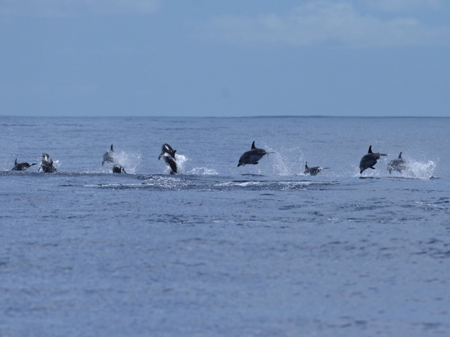  DELFINES Jumping 