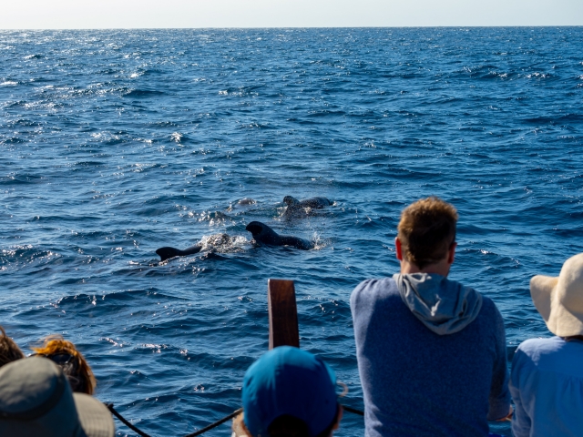  Observing marine life 