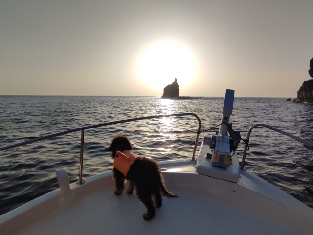  Marine dog 