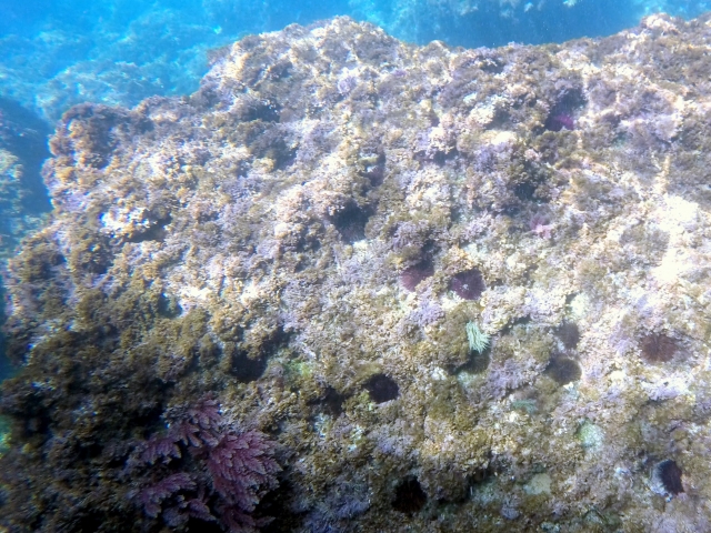 Fondo marino de Nerja