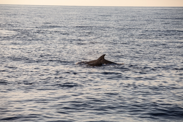 e-19865934-delfines174765629217476599618668.jpg
