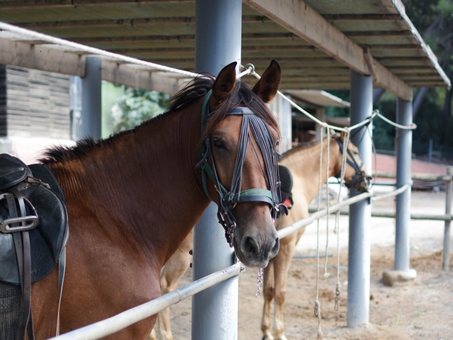 Nos chevaux 