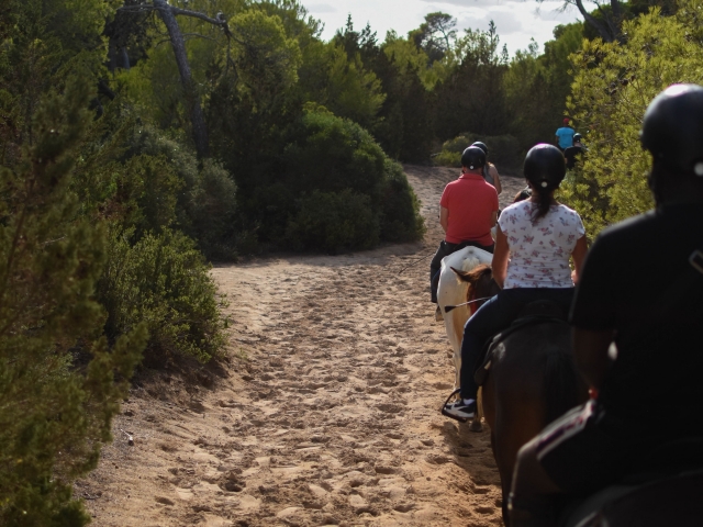  Horse Walks 
