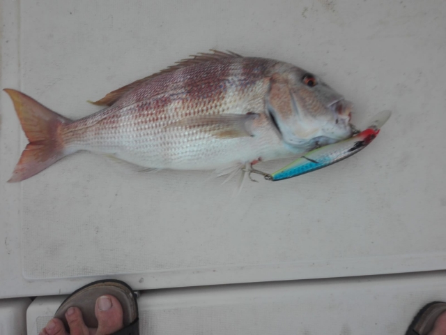 Pesca en Alicante