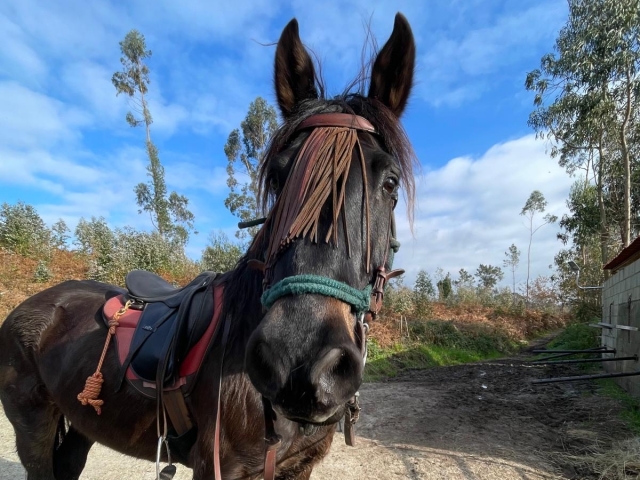  know our horses 