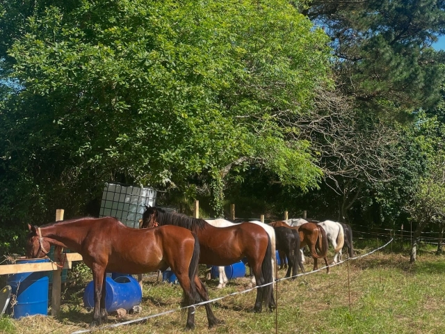 Horse Routes in Asturias 