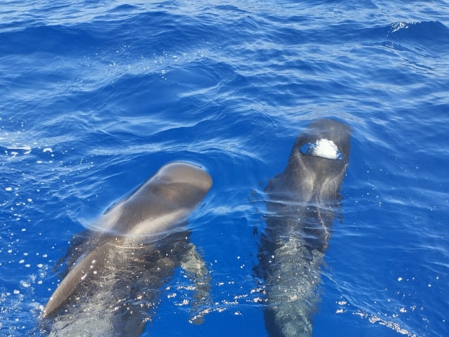  Cetacean Avistation 