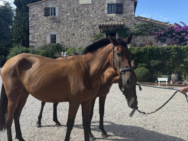 Caballos puestos a vuestra disposición