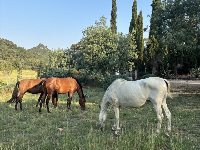 Rutas ecuestres en Darnius