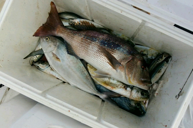  Pêche à Alicante 