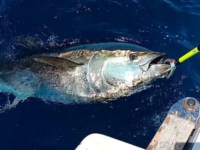 e-19866755-pesca-en-tenerife17579243301757924356491.jpg