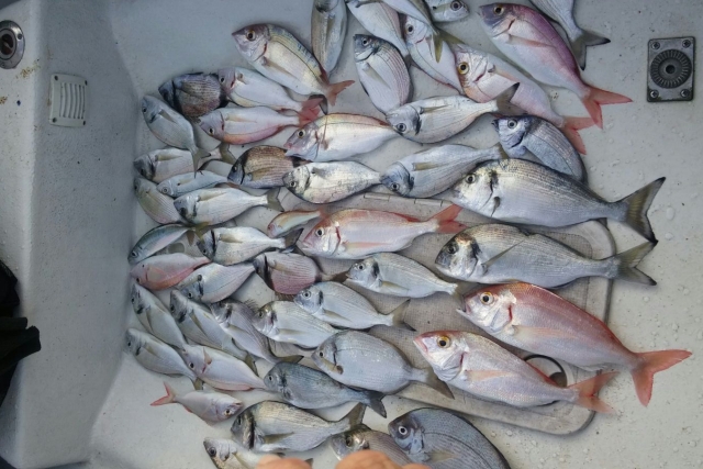 e-19866862-dia-de-pesca-en-alicante175938908517593972436868.jpeg