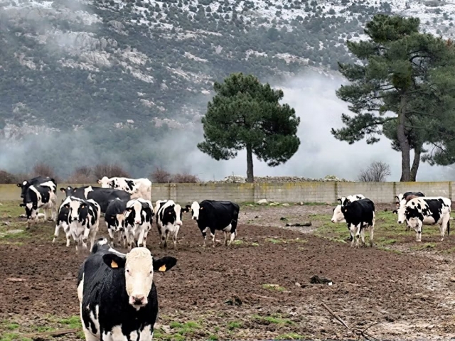 Visitas culturales por Ávila