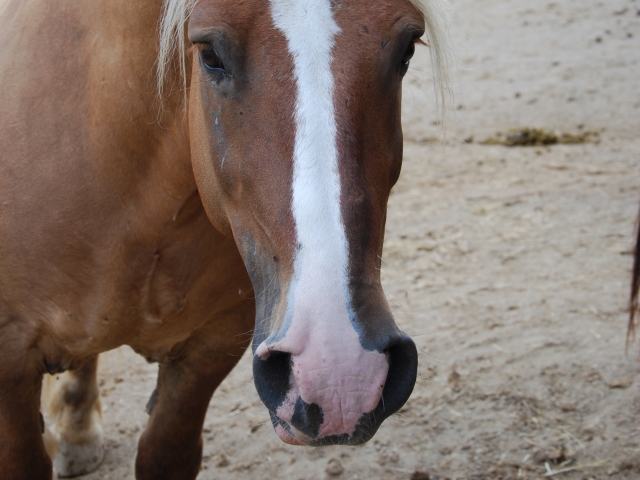 Nuestros caballos de la hípica