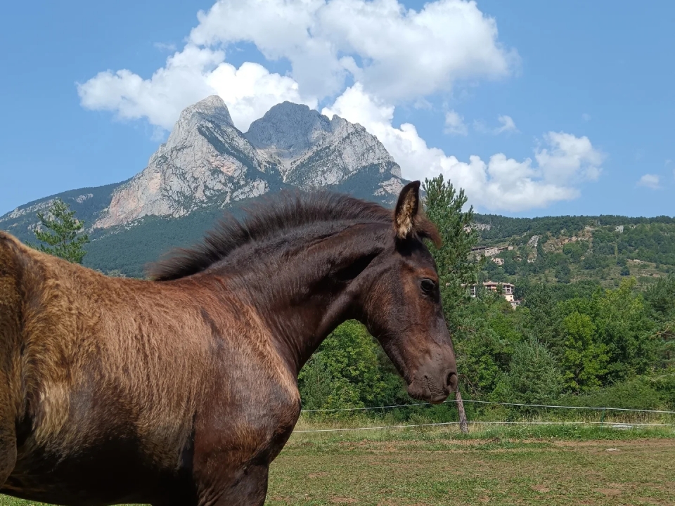 Caballos en plena naturaleza