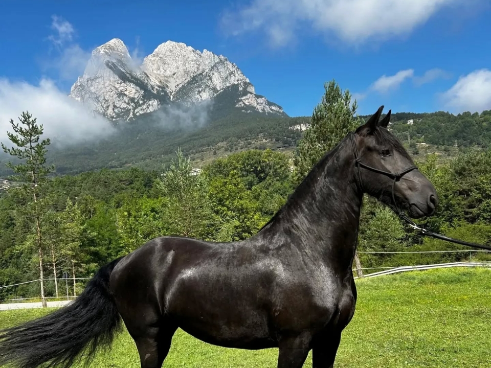 Hípica con vistas al Pedraforca