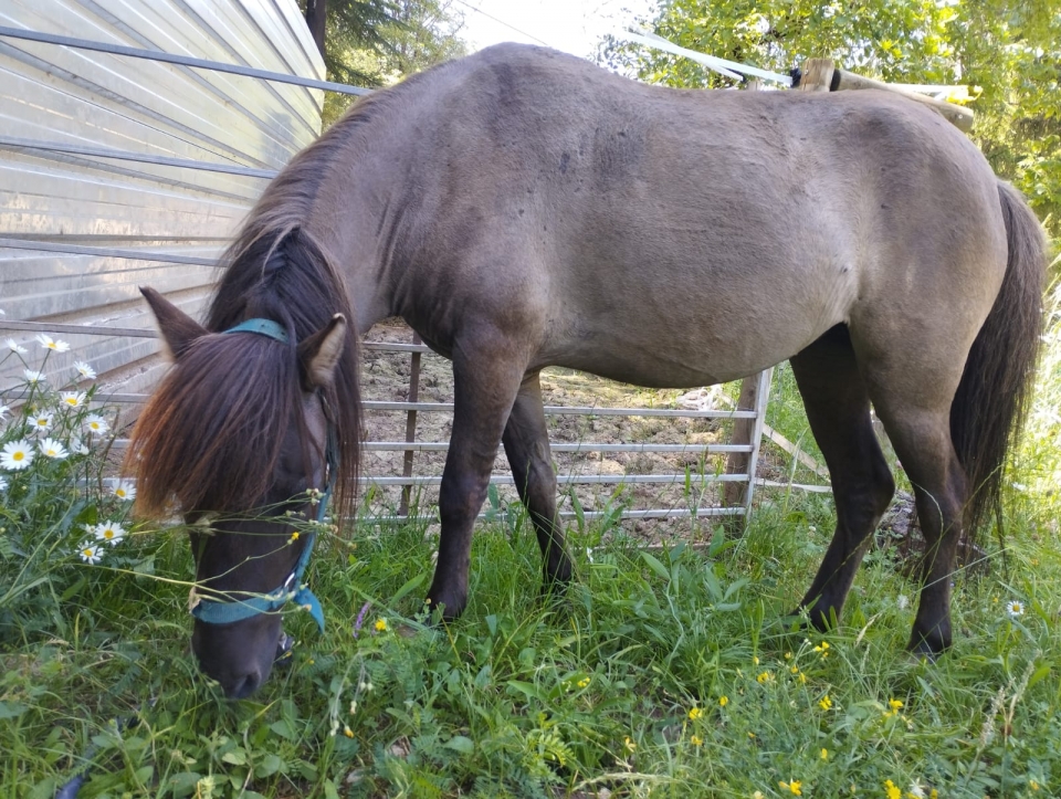Venga a conocer a nuestros equinos