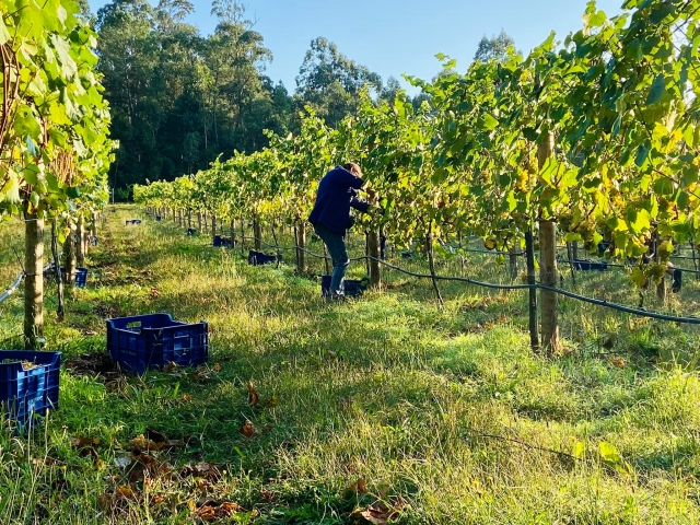  Weintourismus und Weinberge 