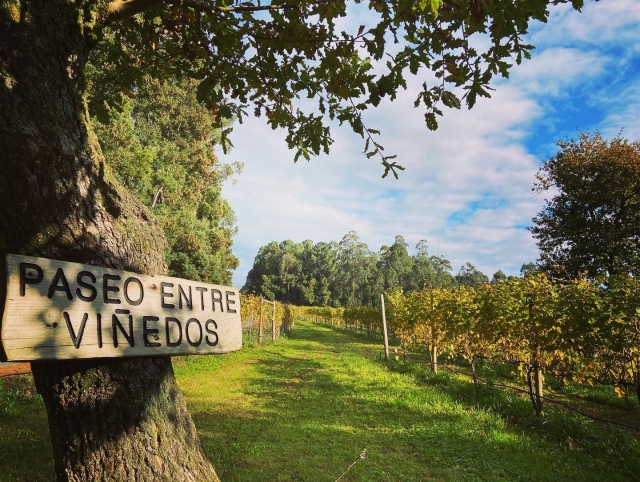  Spaziergang durch Weinberge 