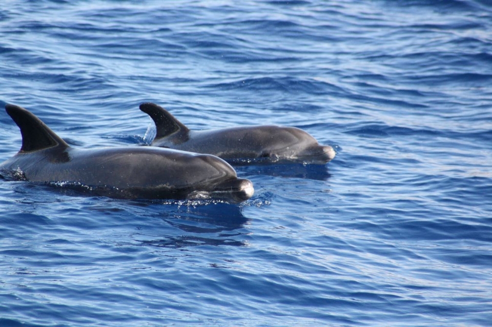 Delfine an der Küste Teneriffas 