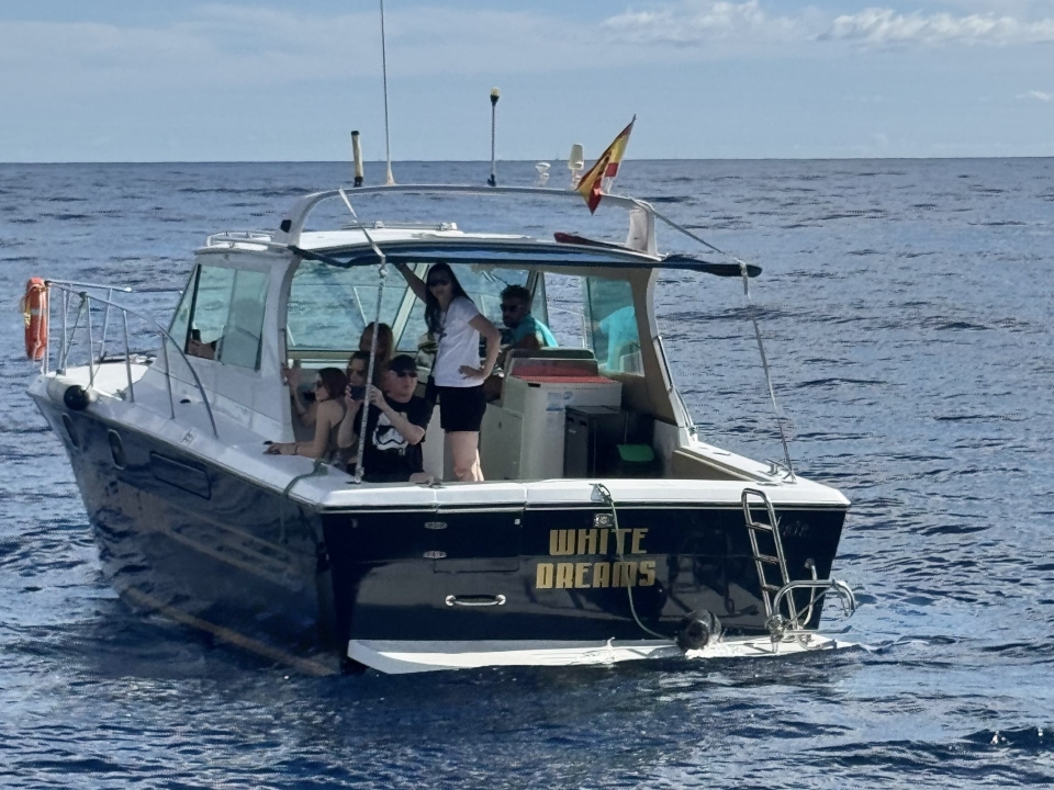  Sehen Sie Delfine und Wale in Puerto de la Cruz 