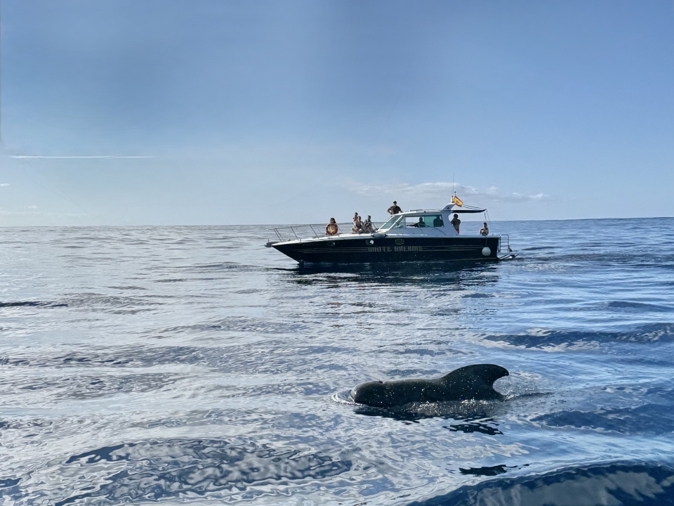  Walbeobachtung auf Teneriffa