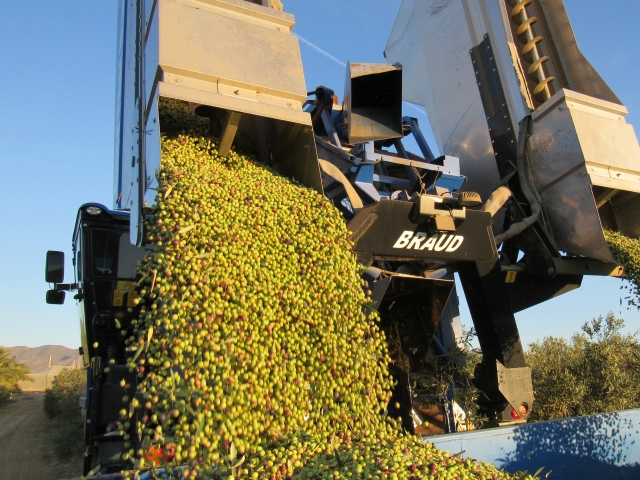 Recogiendo las aceitunas