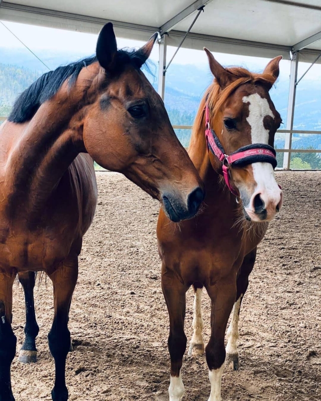  Venez rencontrer nos chevaux 