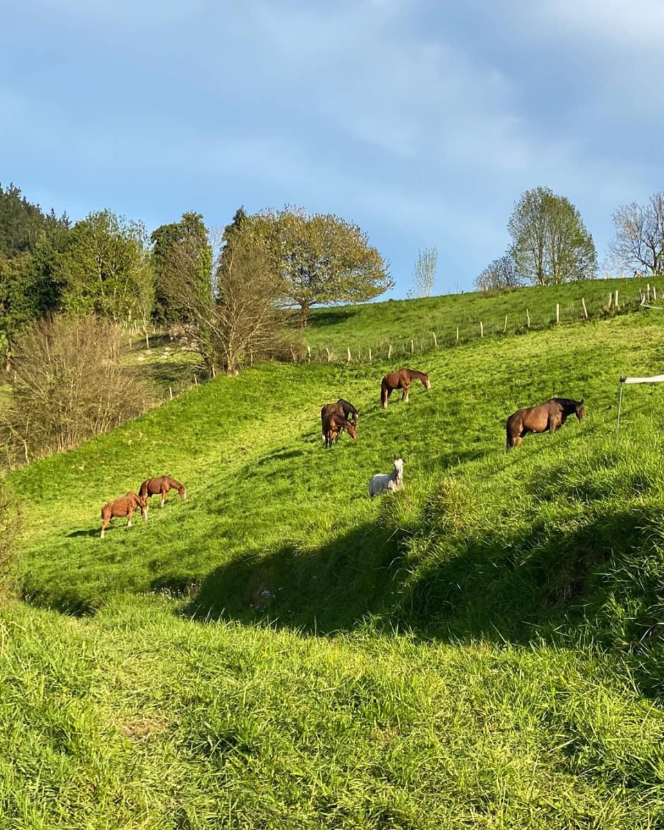  Chevaux bien soignés
