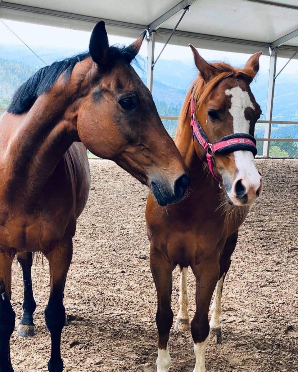  Venez rencontrer nos chevaux 