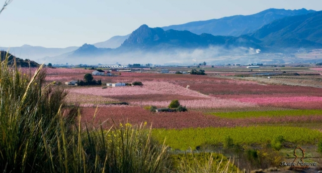 e-19867922-floracion-en-murcia177806374317780645926663.jpg