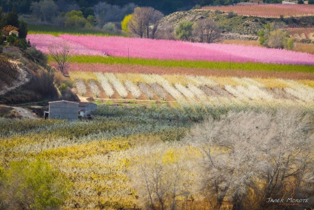 e-19867922-ruta-guiada-por-los-campos-en-flor-en-murcia17780637421778064589159.jpg