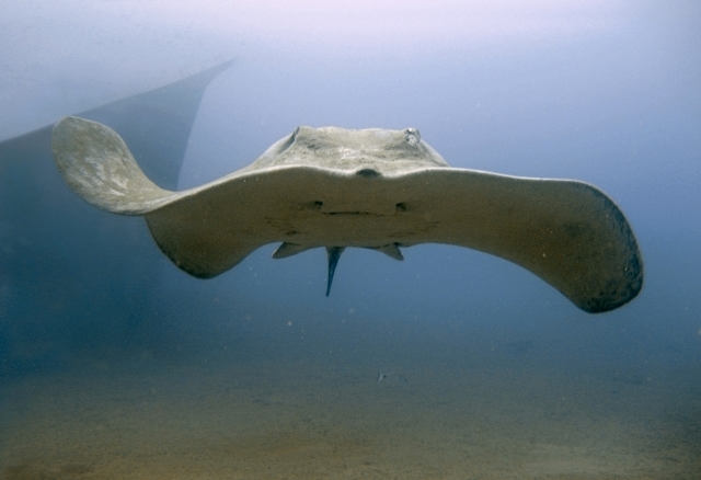  Atlantic Stingray 