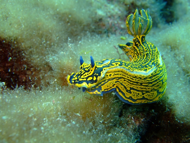  Dragon Snail 