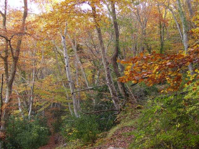 Bosques del Montseny