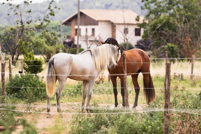 Caballos listos para disfrutar de una ruta por Barcelona
