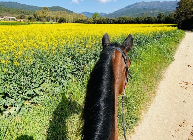 Explora el Montseny a caballo