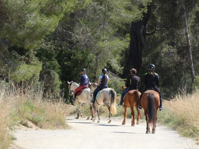  Passeggiando tra le foreste equestri 