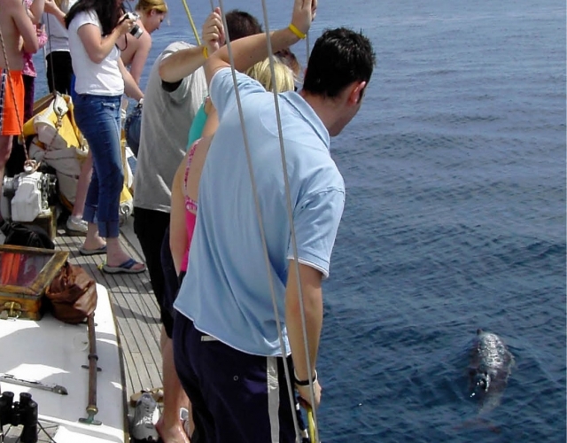  Cetacean Avistation 