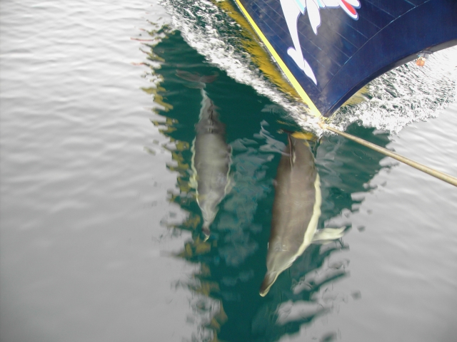 Delfines navegando conosco 