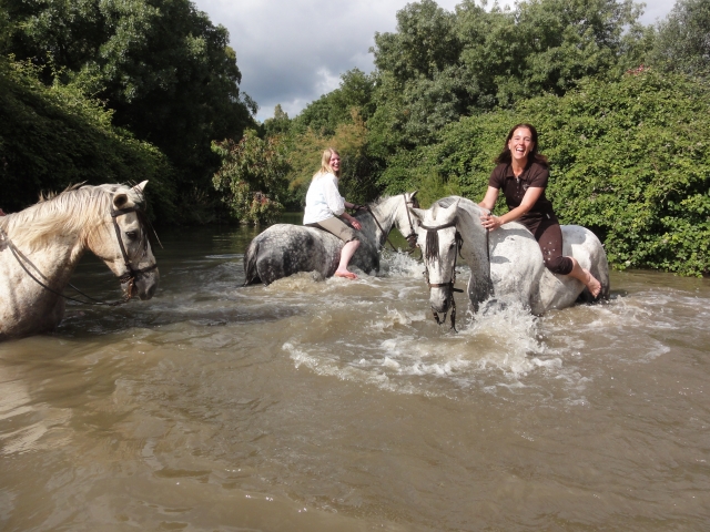  Trempage avec les chevaux 