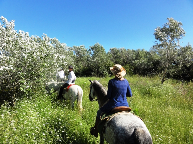  Vivez une expérience inoubliable à cheval 