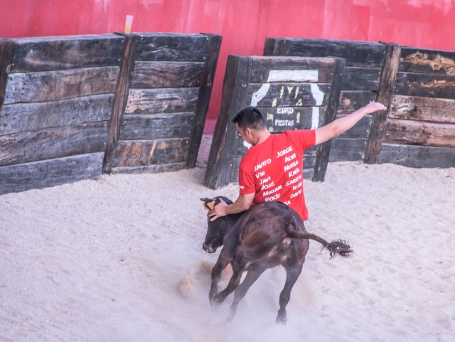  Corrida avec la génisse 