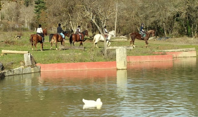 Caballos junto al lago