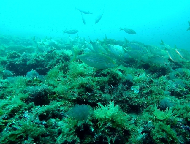  Dans les profondeurs de la mer 