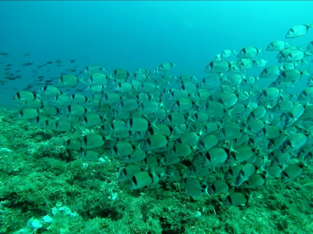  Banc de poissons dans les profondeurs de la Méditerranée 