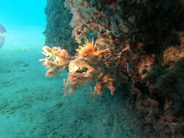  The beauty of the seabed 