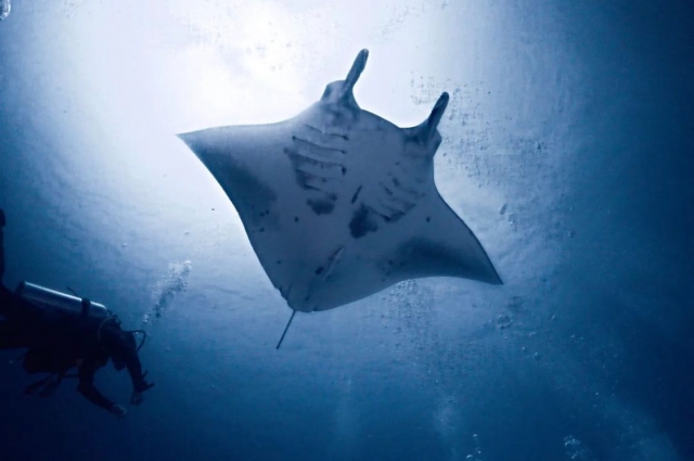  A manta fish in the deep sea